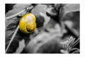 Escartgot jaune